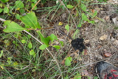 Lonicera periclymenum