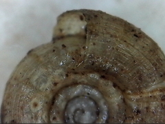 Helicodiscus