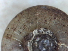 Helicodiscus