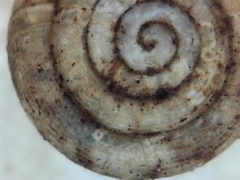 Helicodiscus
