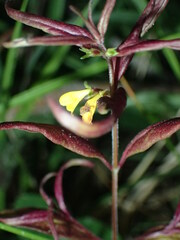 Melampyrum sylvaticum
