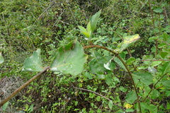 Lonicera periclymenum