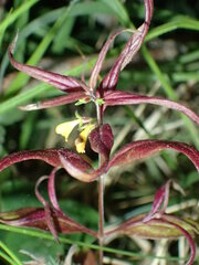 Melampyrum sylvaticum