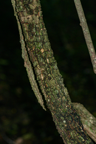 Alafia microstylis image