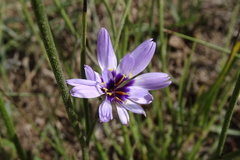 Catananche caerulea