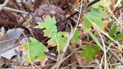 Acer floridanum