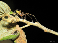 Cheiracanthium inclusum