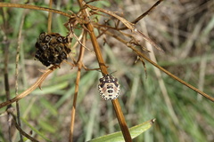 Carpocoris pudicus
