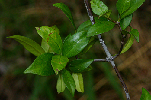 Alafia microstylis image