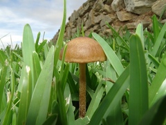 Panaeolus