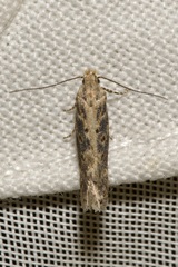 Scrobipalpa ocellatella