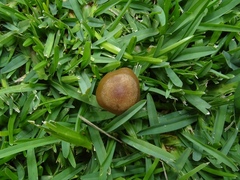 Panaeolus