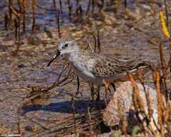Calidris