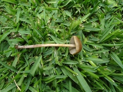 Panaeolus