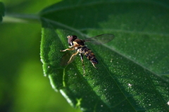 Toxomerus occidentalis