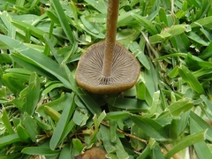 Panaeolus