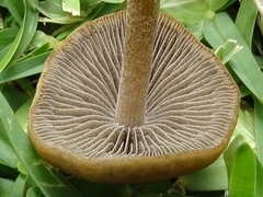 Panaeolus