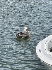 Pelecanus occidentalis