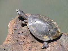 Phrynops williamsi