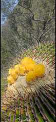 Echinocactus platyacanthus