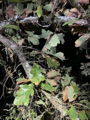 Quercus margaretiae