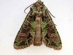 Ichneutica plena