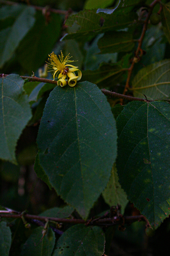 Grewia forbesii image