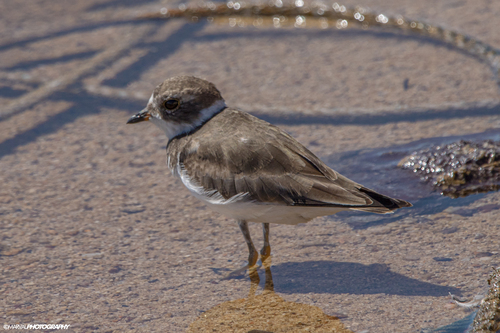 Chorlitejo semipalmeado (Charadrius semipalmatus)