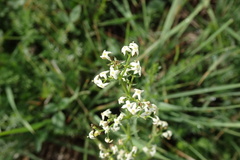 Galium lucidum