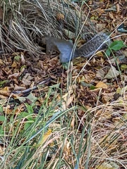 Sciurus carolinensis
