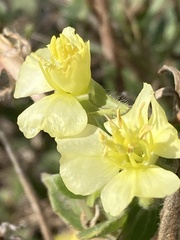 Oenothera humifusa