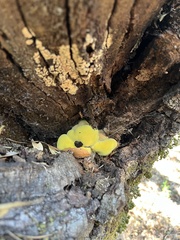 Laetiporus sulphureus