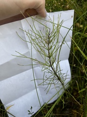 Equisetum