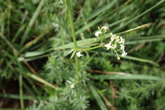 Galium lucidum