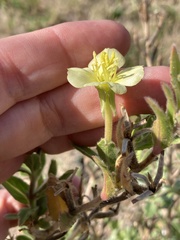 Oenothera humifusa