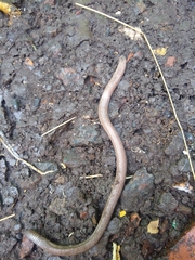 Amphisbaena darwinii