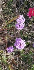 Glandularia selloi