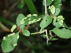 Eriophyes similis