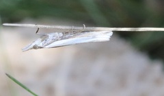 Crambus leachellus