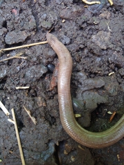 Amphisbaena darwinii