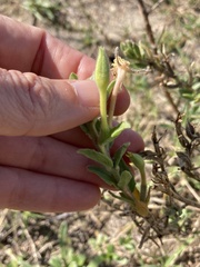 Oenothera humifusa