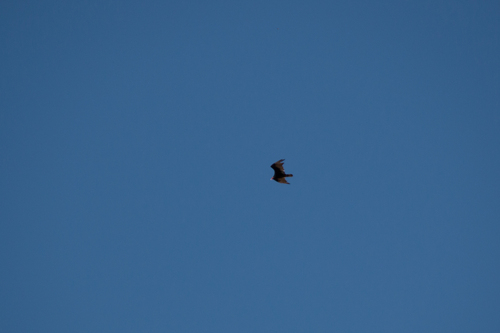 Turkey Vulture photographed in Idaho