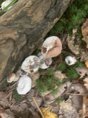 Entoloma abortivum