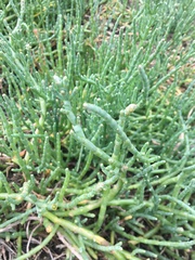 Salicornia pacifica