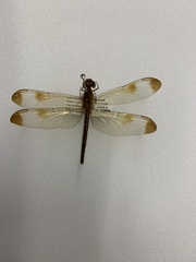 Neurothemis stigmatizans