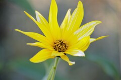 Helianthus maximiliani