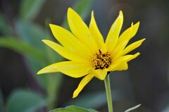 Helianthus maximiliani