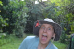 Gasteracantha falcicornis