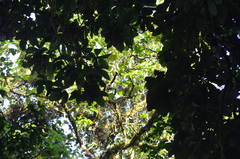 Rungwecebus kipunji