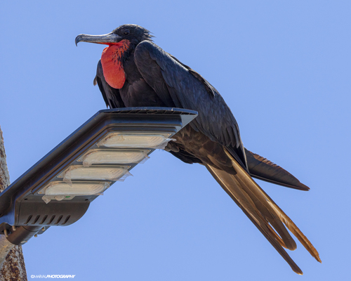 Rabihorcado magnífico (Fregata magnificens)